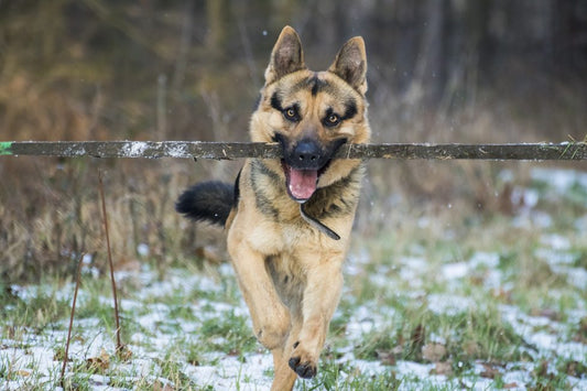 DISPLASIA DE CADERA EN PERROS