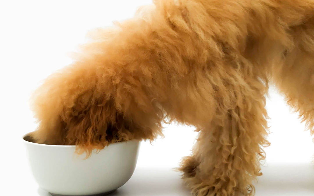 TRANSICIÓN: CAMBIAR LA DIETA DE NUESTROS PERROS