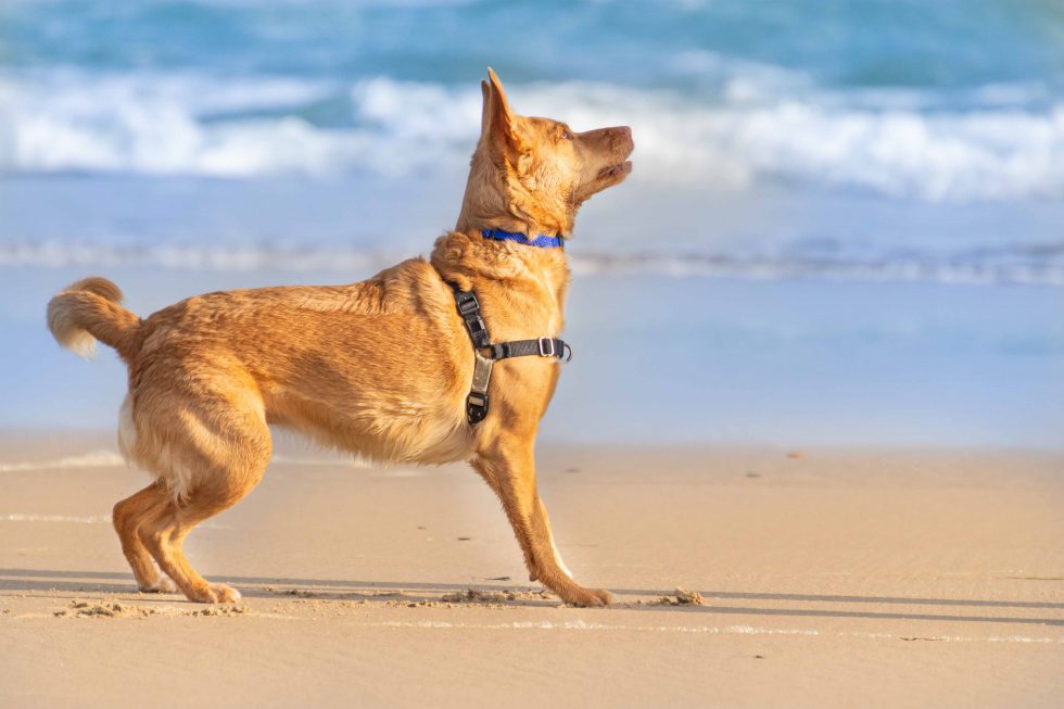 PLAYAS PARA PERROS 2023
