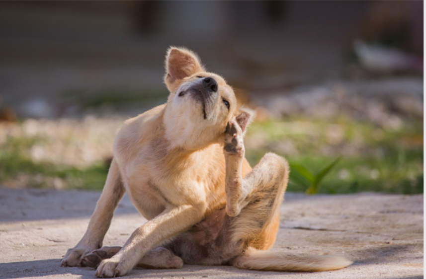 Pulgas y Garrapatas en perros
