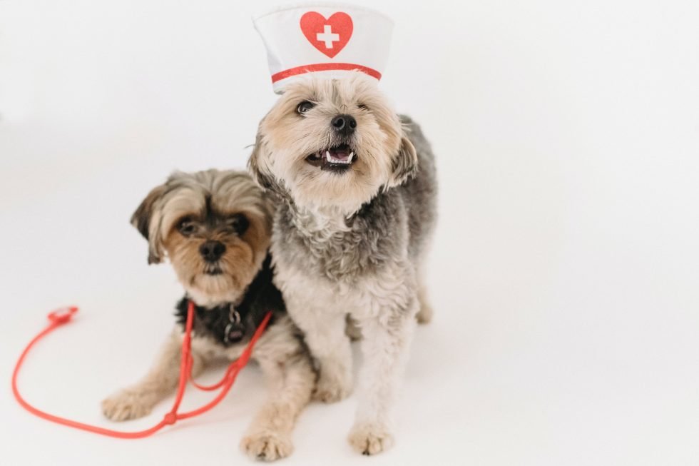 vacunas para perros