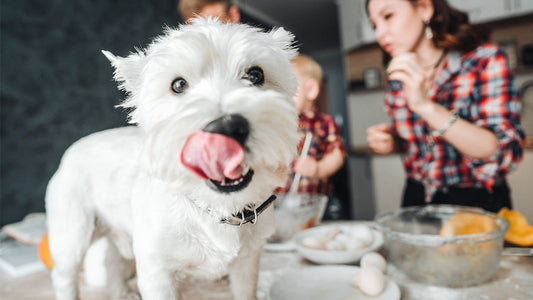 Dulces sanos y deliciosos para perros