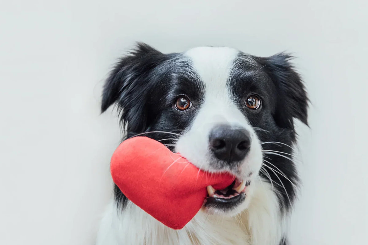 Ideas de Regalos de San Valentin para perros