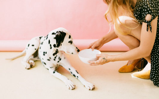 Beneficios de la comida natural para perros con alergías