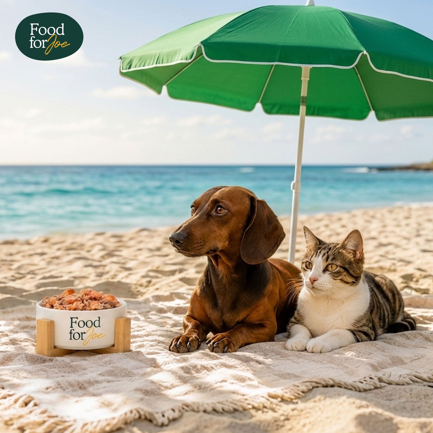 Especial verano para perros y gatos