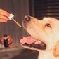 Suplementos Cronicare Oil (100ml) - Para mascotas con dolores, ansiedad o inflamación