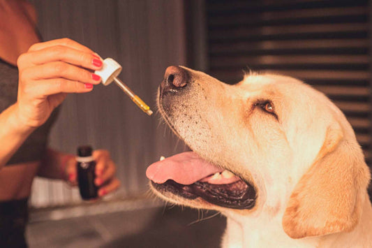 Suplementos Cronicare Oil (30 ml) - Para mascotas con dolores, ansiedad o inflamación
