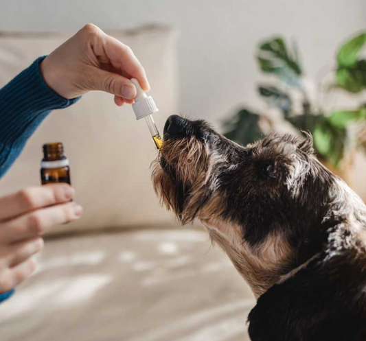 Aceite CBD para perros medianos