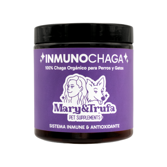 Polvo de Hongo Chaga Orgánico | Mary&Trufa