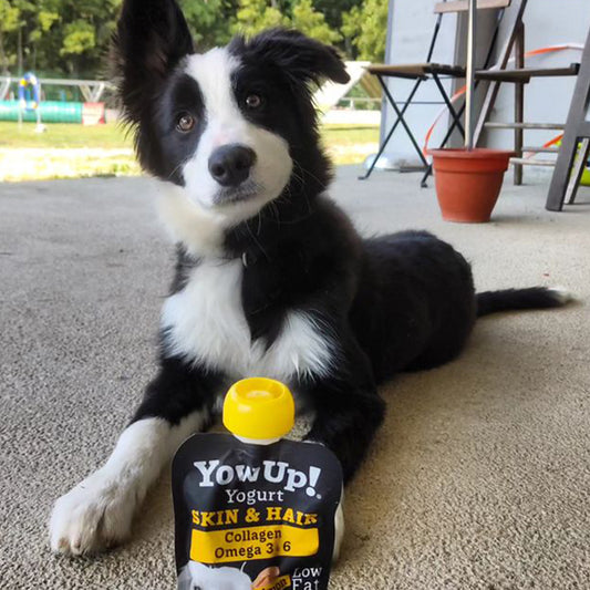 Yogur Natural con salmón para Perros Yow Up Especial Piel y Pelo