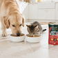Beefy Soup - Caldo bovino para perros y gatos